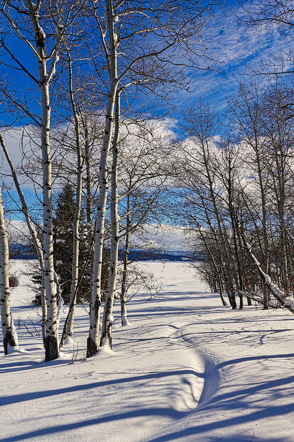 Winter Peace Photograph by Tom Gresham
