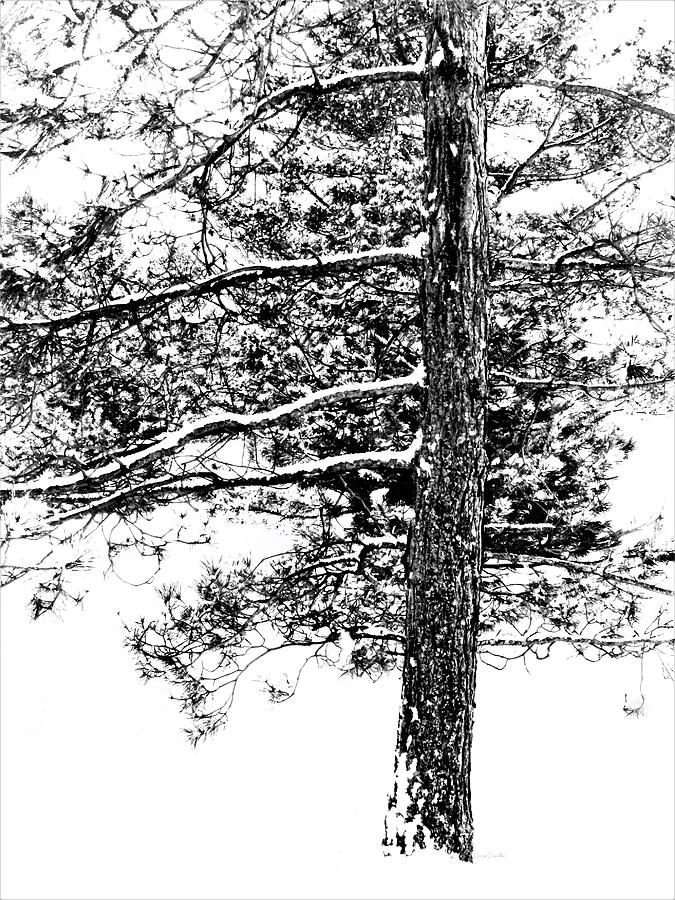 Winter Pine Digital Art by Diane Chandler