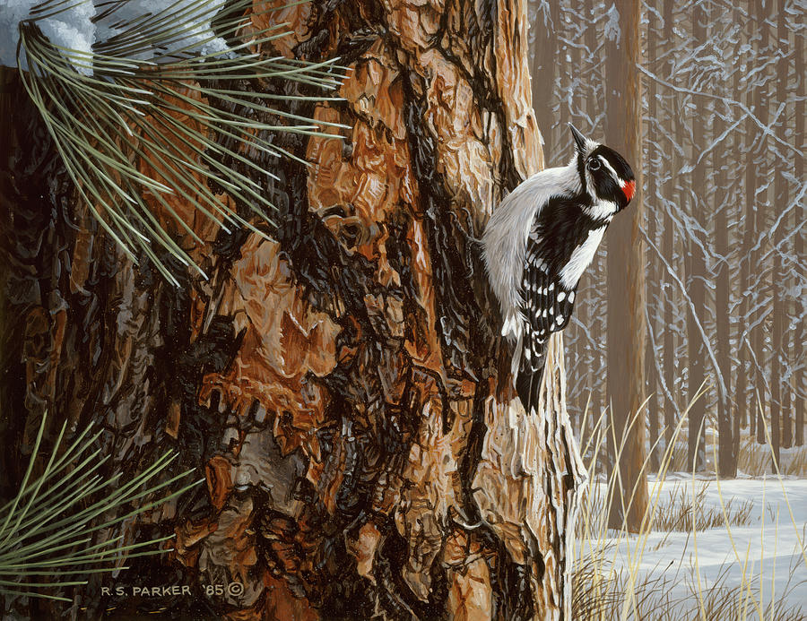 Winter Pine- Downy Woodpecker Painting by Ron Parker