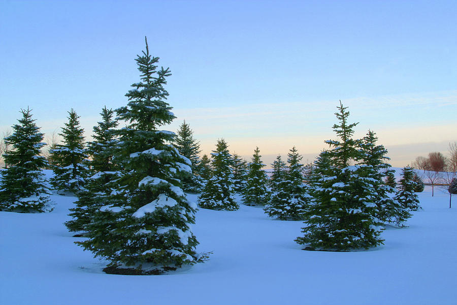 Winter Pine Trees At Dusk 6, Night Photograph by Stanrohrer