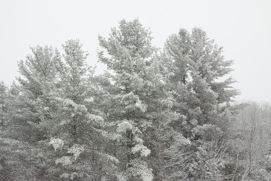 Tree Photograph - Winter Pines by Sue Schlabach