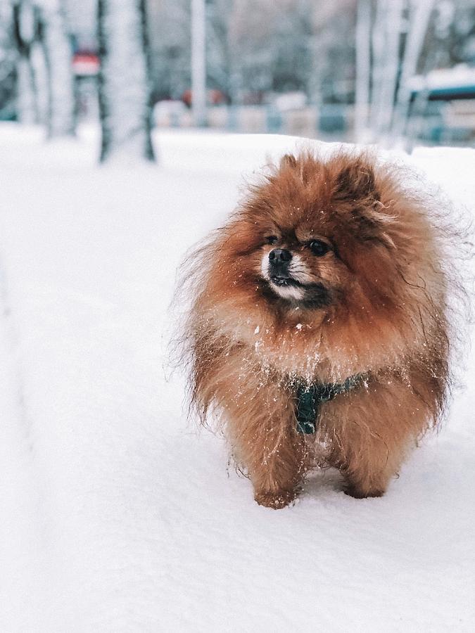 Pomeranian fashion in snow