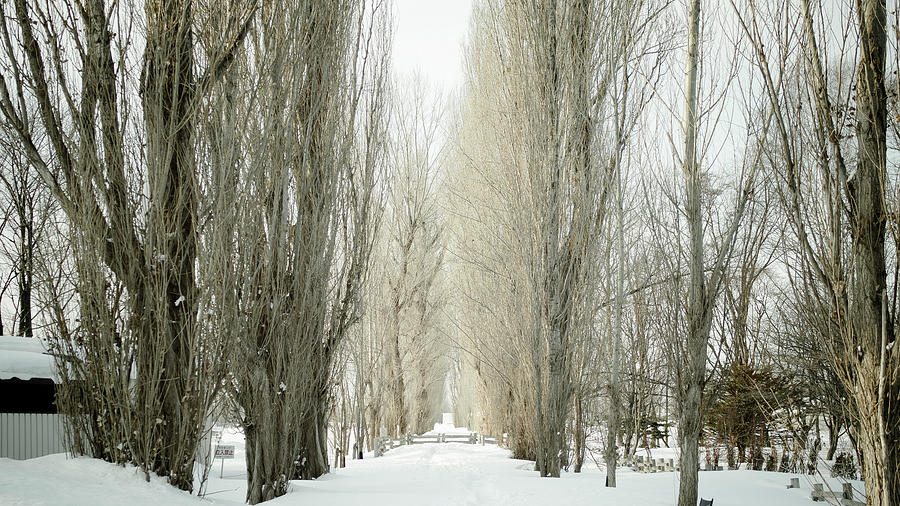 Winter Promenade Photograph by Torne uttenai