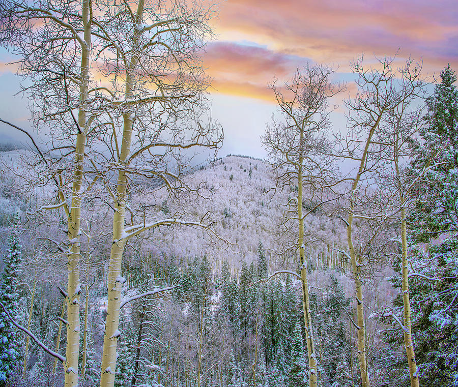 Winter Quaking Aspen, Aspen Vista, Santa Fe National Forest, New Mexico Photograph by Tim Fitzharris
