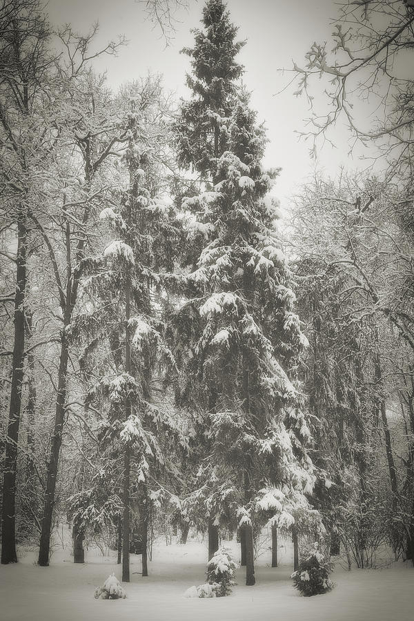 Winter Photograph - Winter Quietness by Andrii Maykovskyi