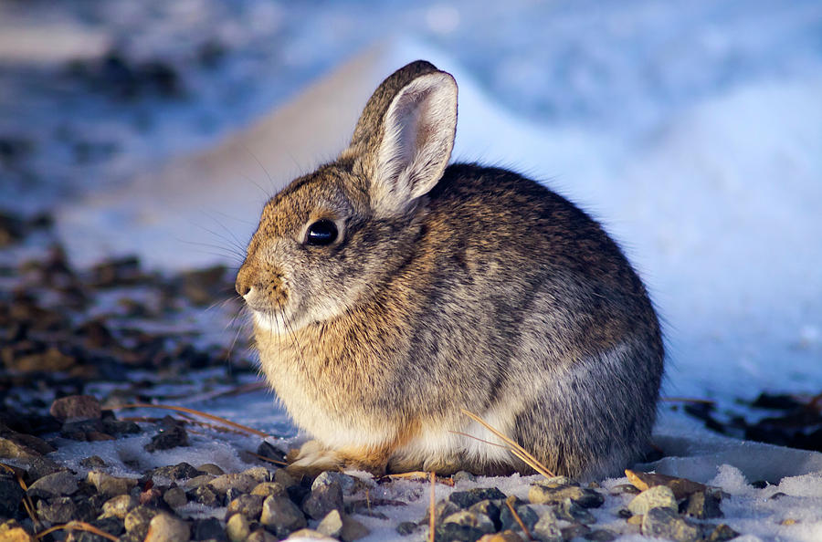 Winter Photograph - Winter Rabbit by Christopher Johnson