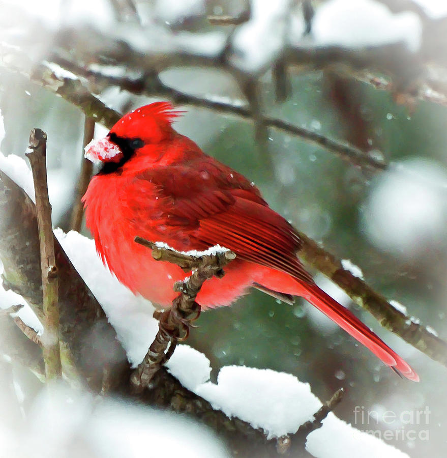 Winter Red Bird - Male Northern Cardinal with a Snow Beak Photograph by Kerri Farley
