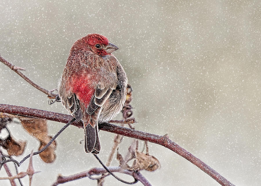 Animal Photograph - Winter Red by Lucie Gagnon