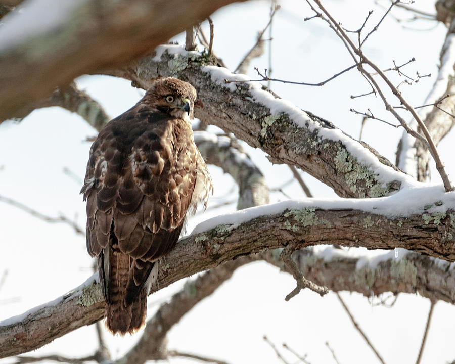 Winter Red-Tailed Hawk Photograph by Lara Ellis