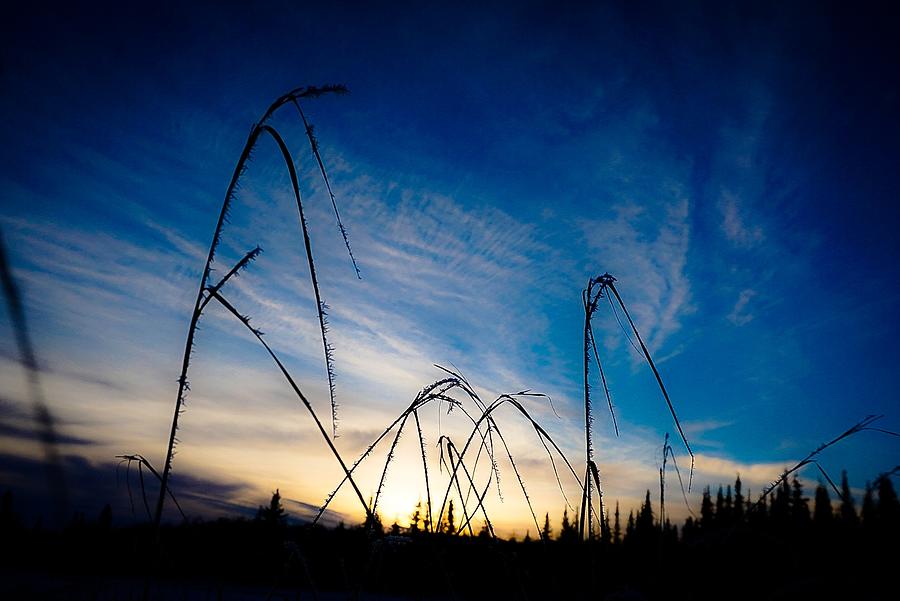 Winter Reeds and Soft Sky - Inuvik Photograph by Desmond Raymond