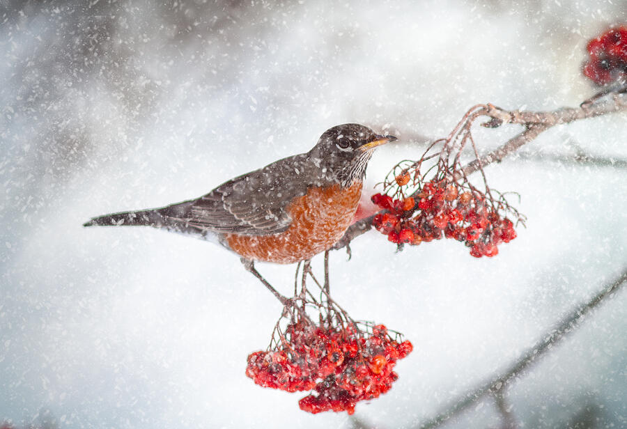 Robin Photograph - Winter Robin by Kimberly