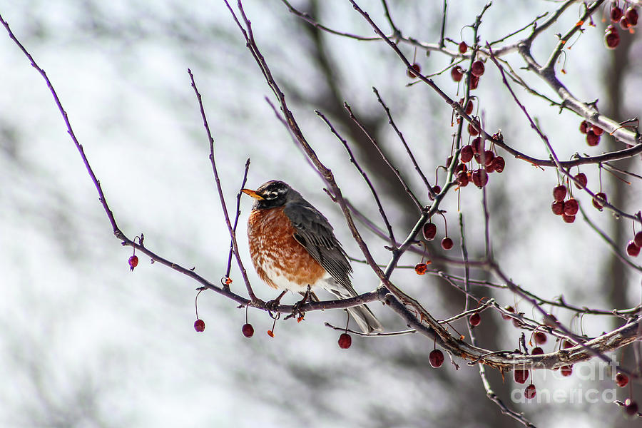 Winter Robin by Sheila Skogen Winter Robin by Sheila Skogen