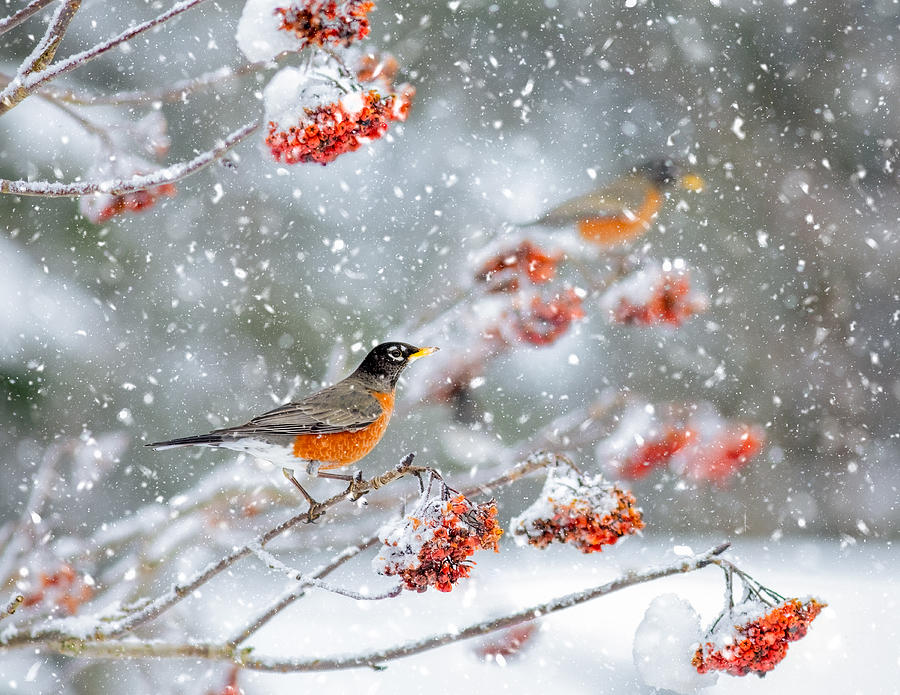 Bird Photograph - Winter Robins by Kimberly