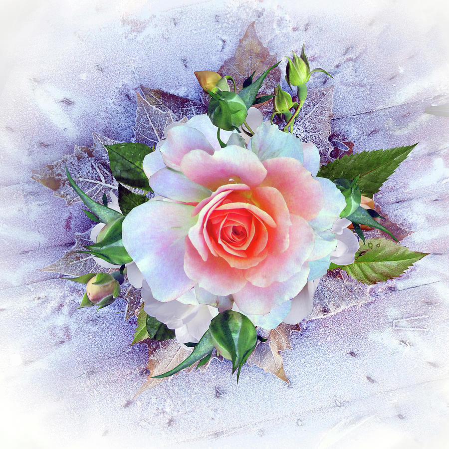Flower Mixed Media - Winter Rose by Ata Alishahi