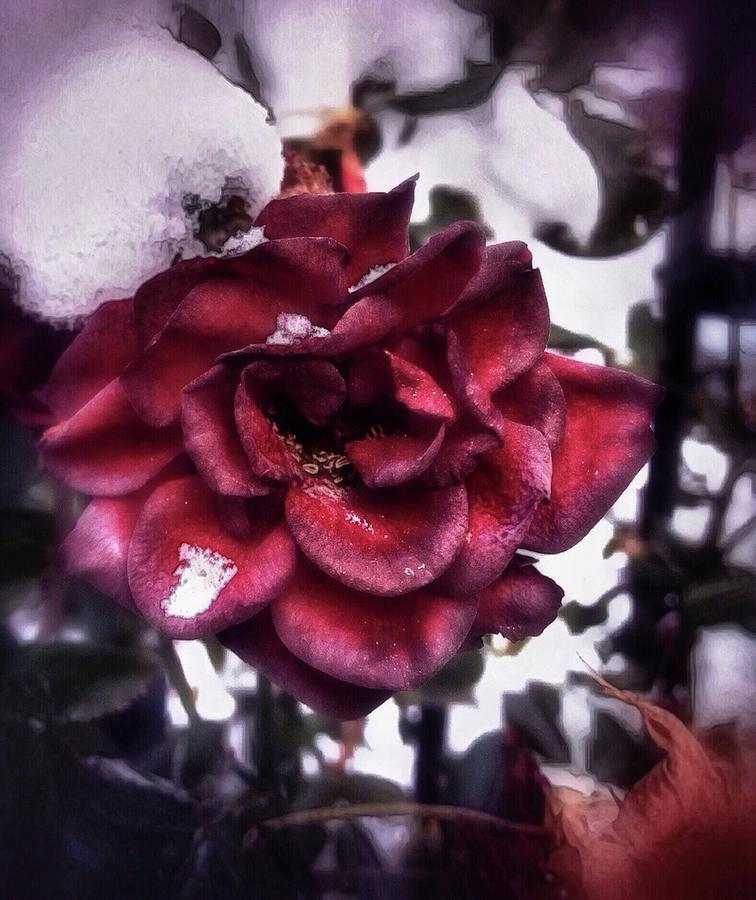Winter Rose by Dan Stone Winter Rose by Dan Stone