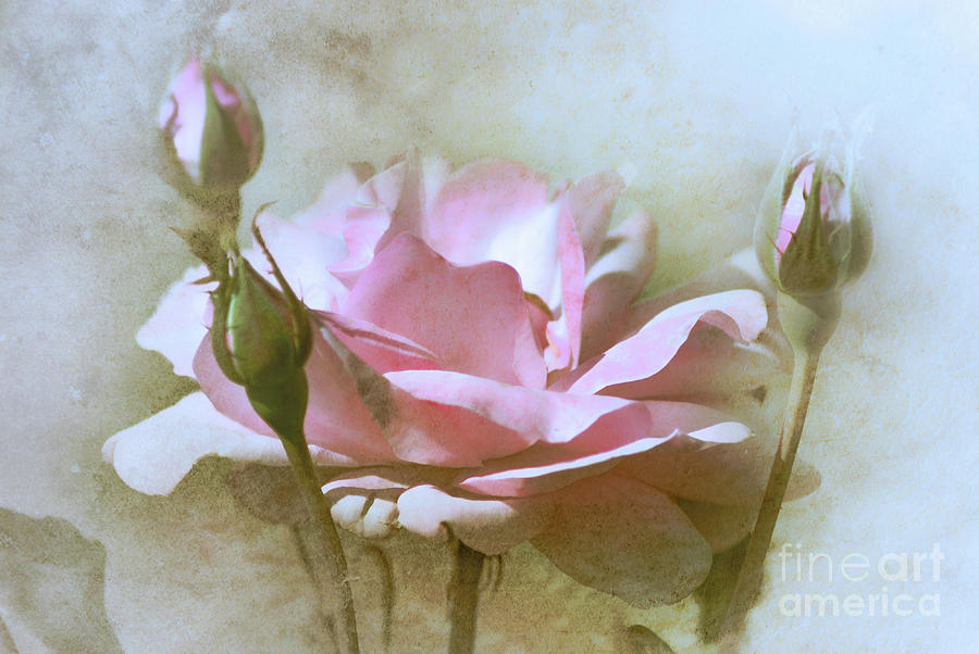 Winter Rose  Photograph by Elaine Manley