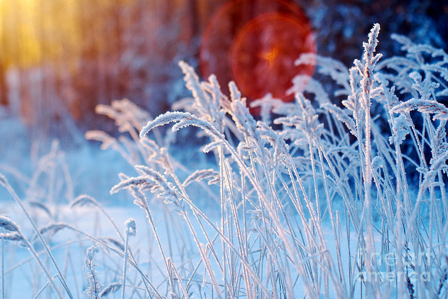 Winter Photograph - Winter Scene frozenned Flower pine by Fanfo