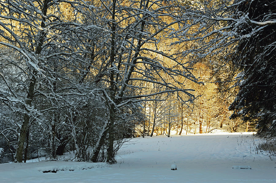 Winter Scene In The Neckar Valley Photograph by Jochen Schlenker