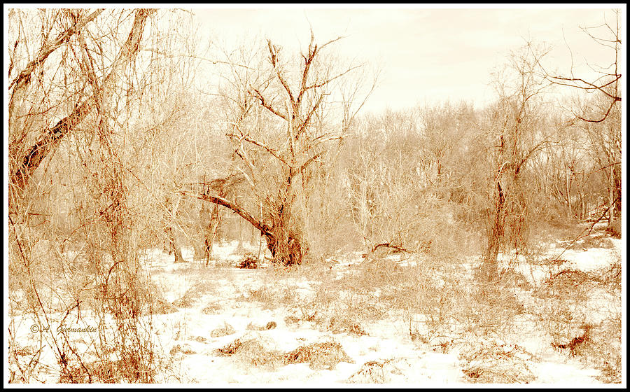 Winter Scene, Montgomery County, Pennsylvania Photograph by A Macarthur Gurmankin