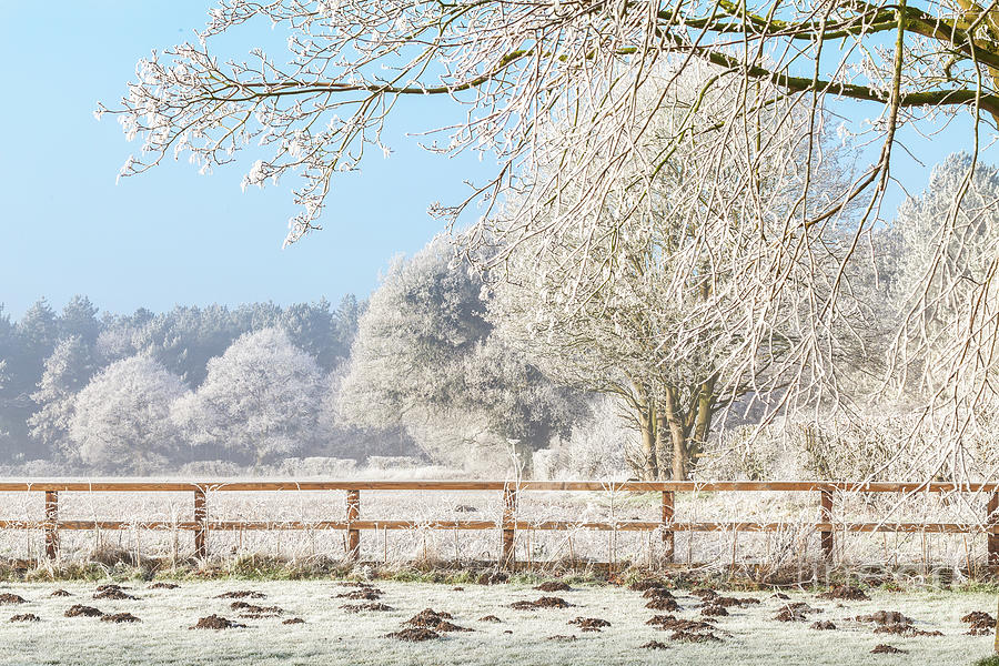 Winter scene with trees fence and mole hills Photograph by Simon Bratt