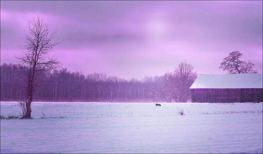 Snowy Winter Night Photograph by Slawek Aniol - Pixels