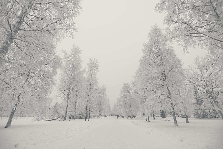 Winter Scenery Photograph by Atte Kallio