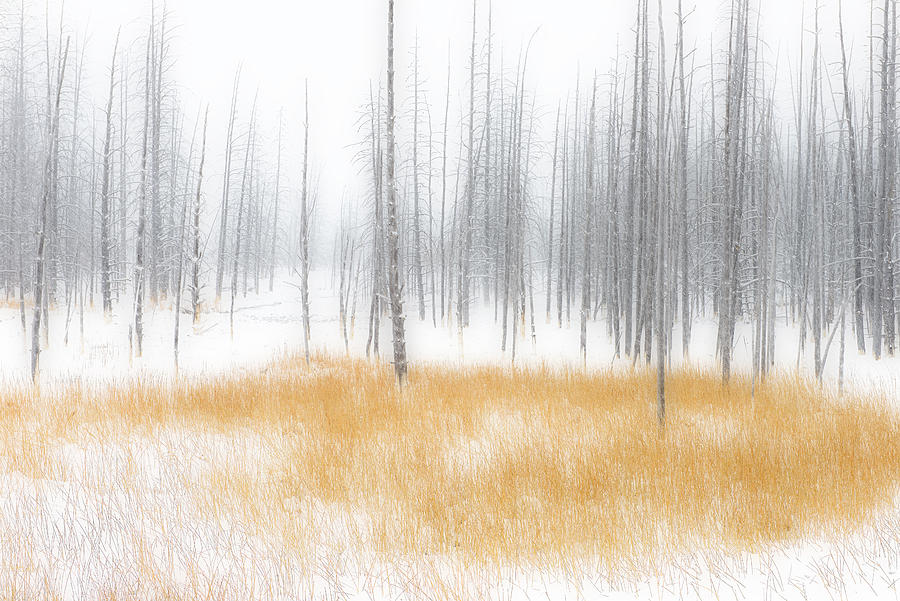 Yellowstone National Park Photograph - Winter Serenity by Yy Db