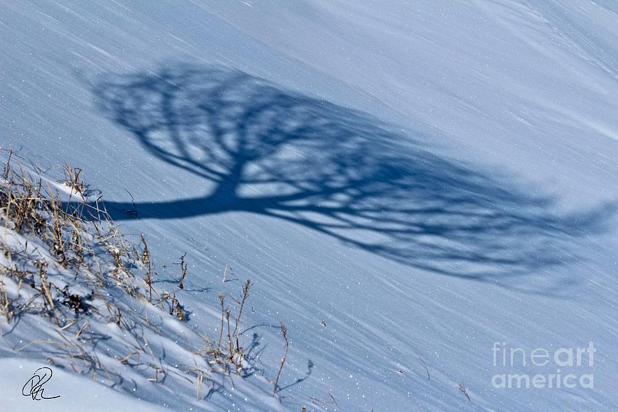 Winter Shadow Photograph by Ann E Robson