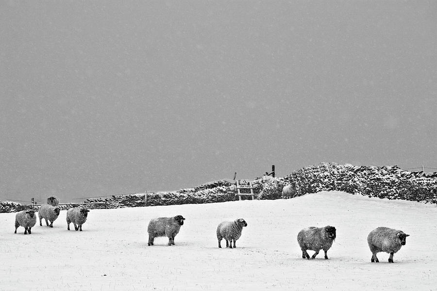 Winter Sheep Yorkshire Photograph by Andy Leader Www.madeinholmfirth.co.uk