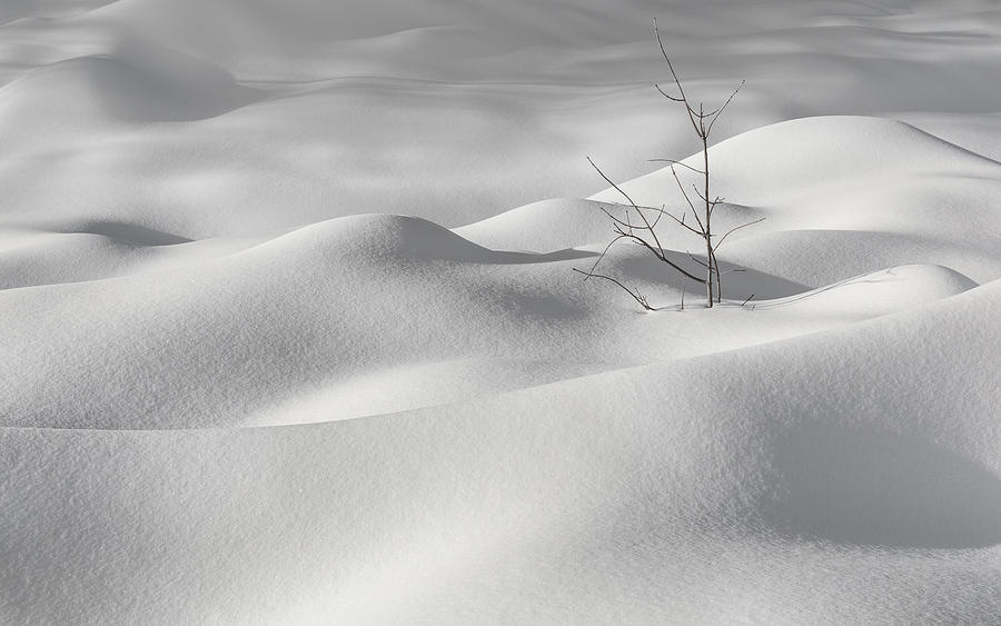 Winter Silence Photograph by Miroslaw