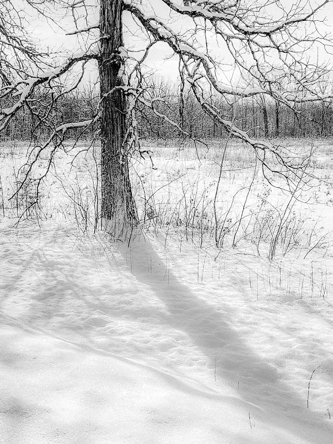 Winter Simple Photograph by Kendall McKernon