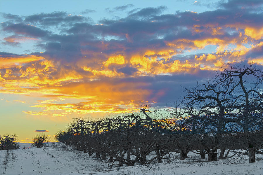 Winter Skies at the Orchards Photograph by Angelo Marcialis