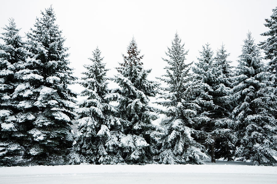 Winter Snow Covering Evergreen Pine Photograph by Yinyang