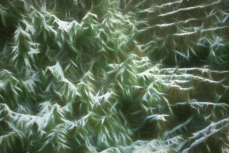 Winter Snow on Pines Digital Art by Jason Fink