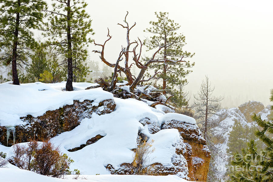 Winter Snow Rocky Cliff Fallen Pine Photograph