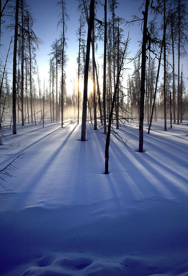 Winter Snow Sunrise Yellowstone & Burnt Photograph by Darrell Gulin