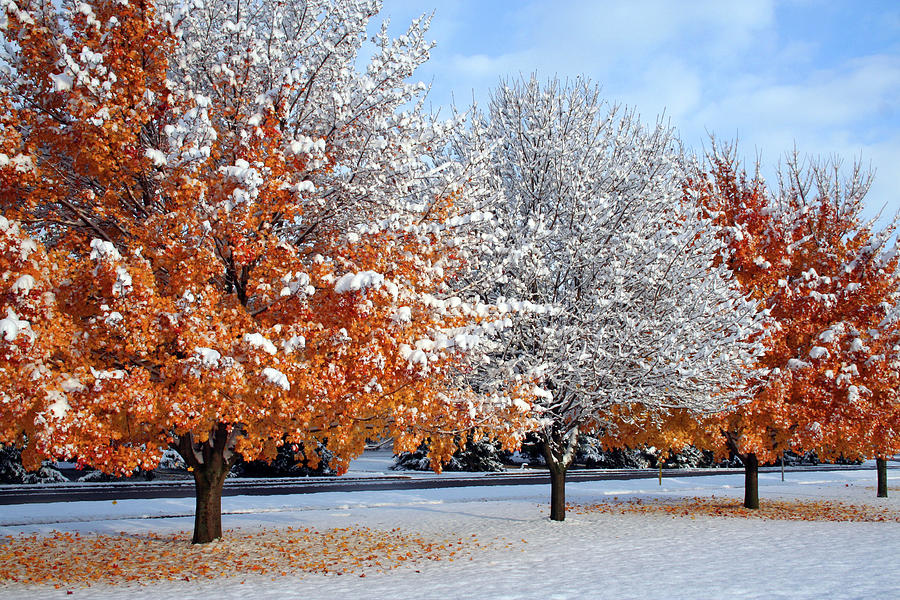 Winter Snow With Three Trees In A Row Photograph by Coophil