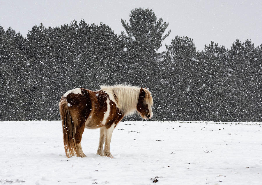 Winter Snows Photograph by Jody Partin