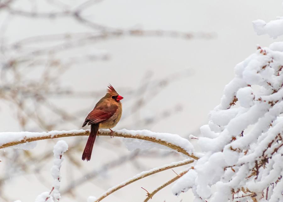 Winter Song Photograph by Terri Hart-Ellis