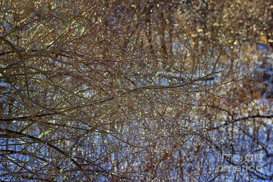 Winter Sparkle Photograph by Karen Adams