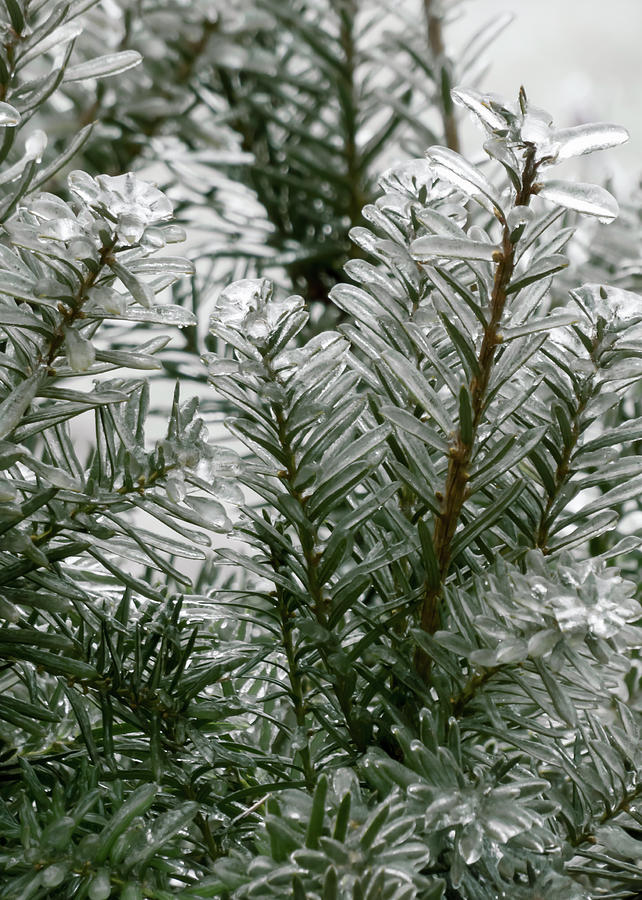 Winter Spectacular - Hicks Yew Closeup Photograph by Leslie Montgomery