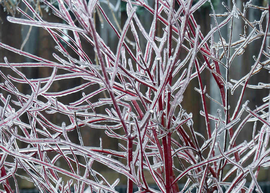 Winter Spectacular - Silver Leaf Dogwood Photograph by Leslie Montgomery