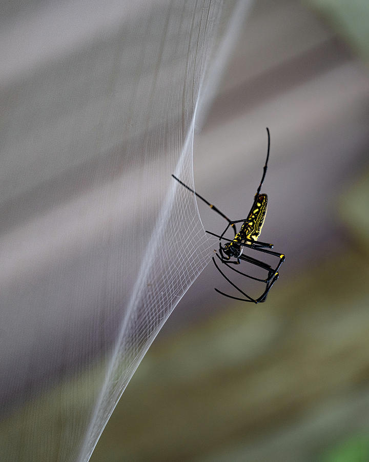 Winter Spider Photograph by Chris Lord