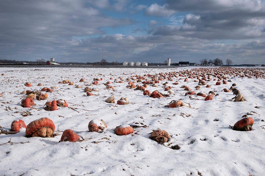 Winter Photograph - Winter Squash by Mary Lee Dereske
