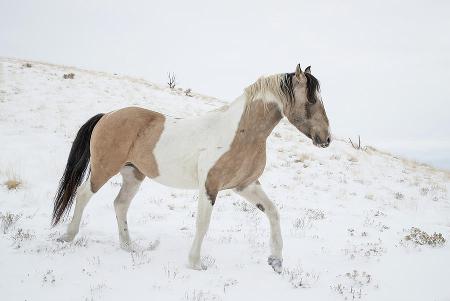Winter Stallion Photograph by Kent Keller