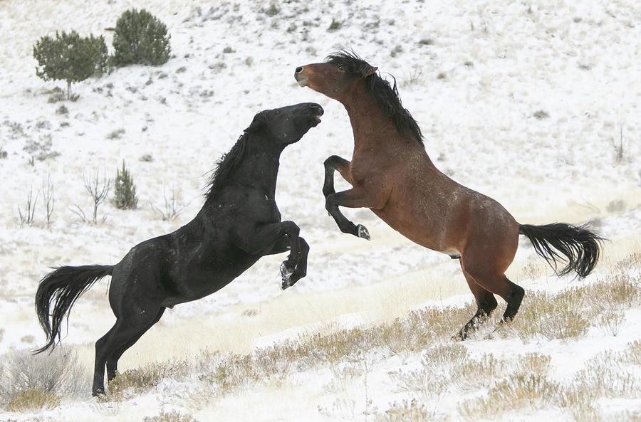 Winter Stallions Photograph by Kent Keller