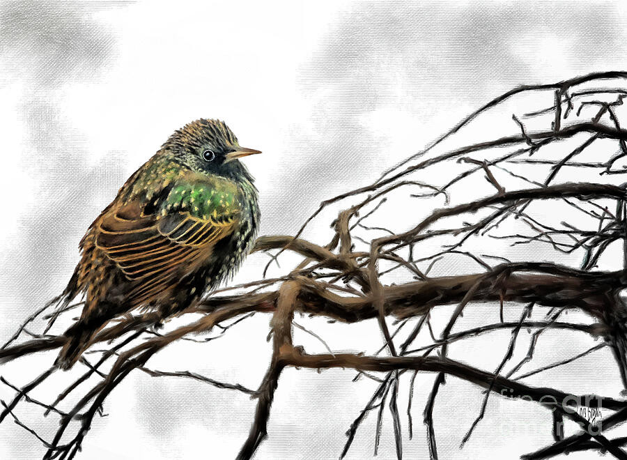 Winter Starling Waiting Digital Art by Lois Bryan