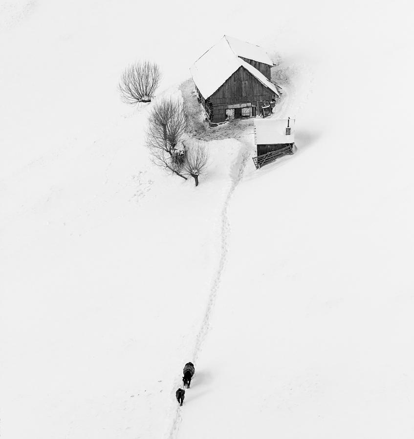 Winter Story Photograph by Lazar Ioan Ovidiu