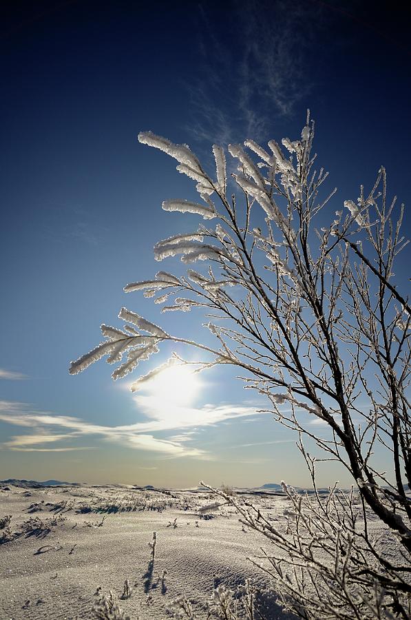 Winter Sun Photograph by Øystein Engan Photography