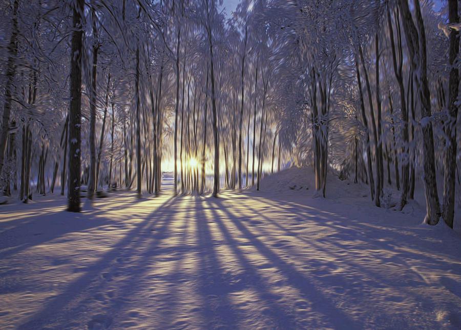 Tree Photograph - Winter Sunrise by Dawn Van Doorn